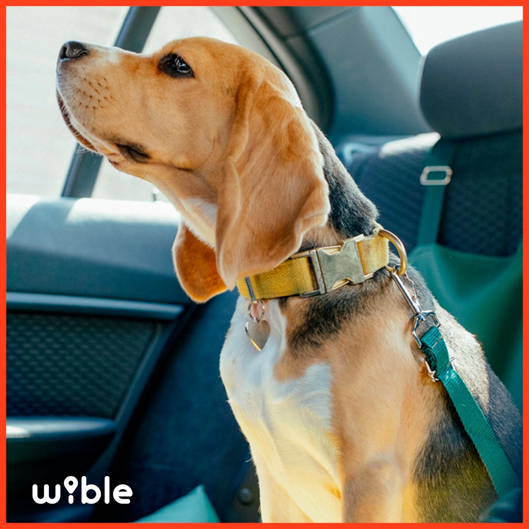 Viajar con perro en Wible