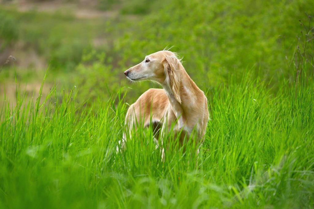 cremación de mascotas