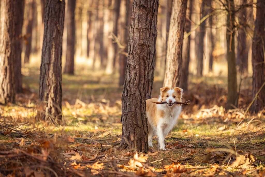 perro en otoño