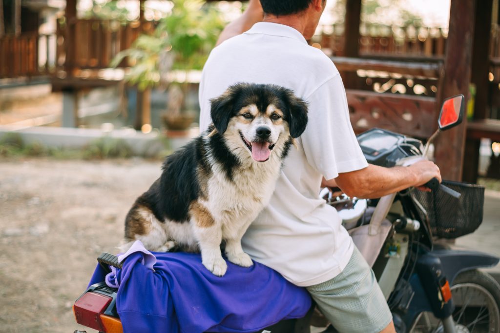 llevar al perro en moto