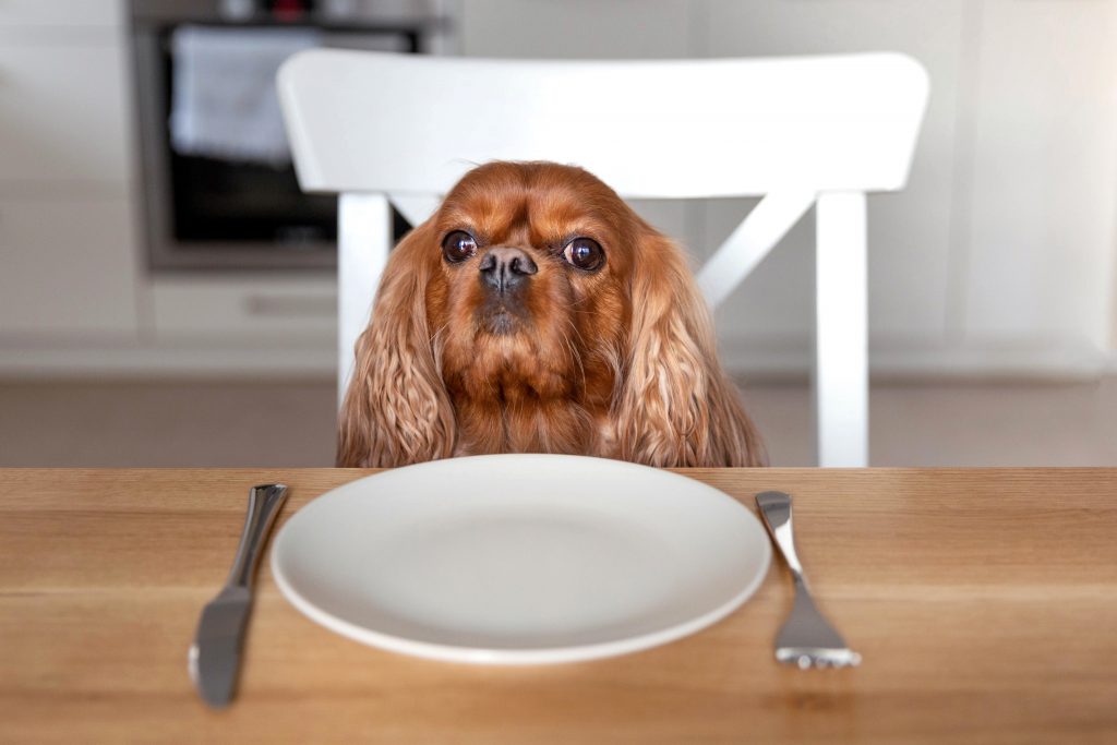 comida casera para perros