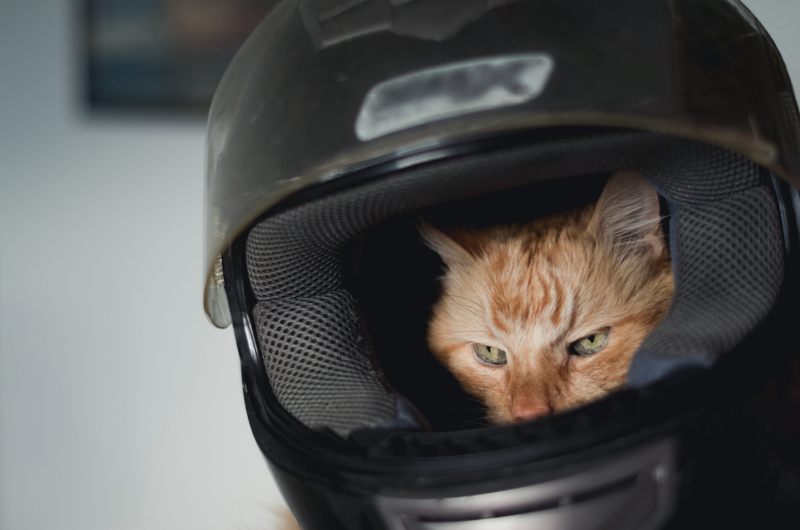 llevar al gato en moto