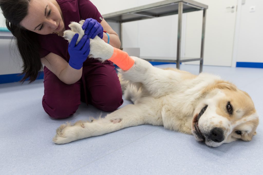 seguro de salud para perros