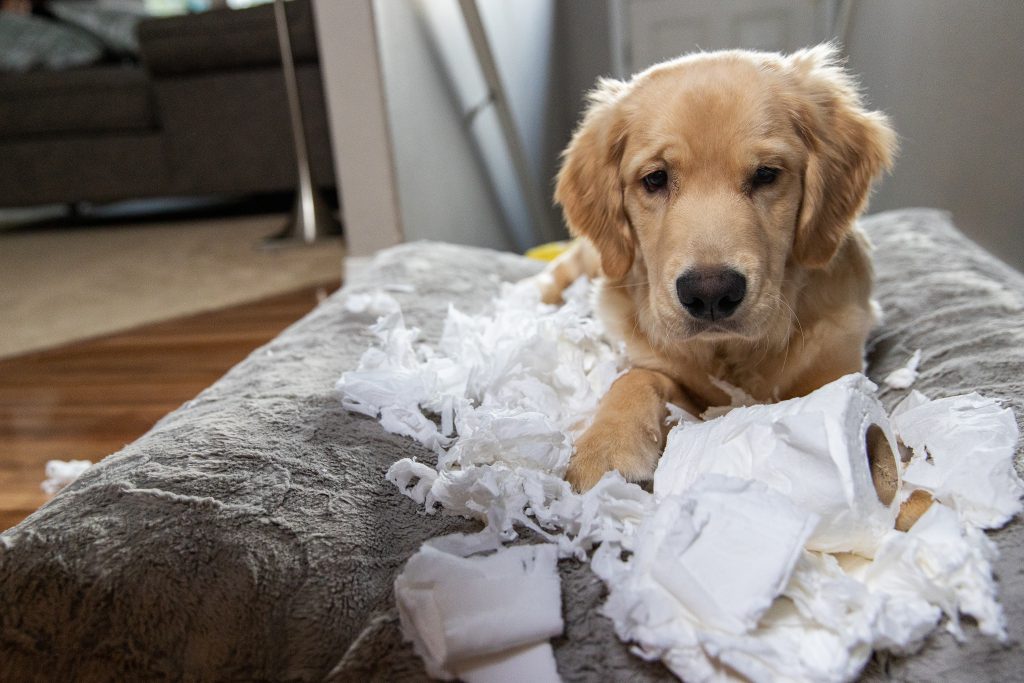 daños causados por perros