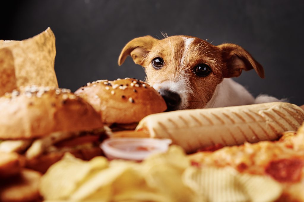 alimentos prohibidos para perros