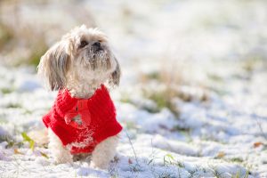 perro en invierno