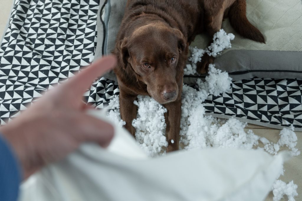 mi perro destroza mis cosas