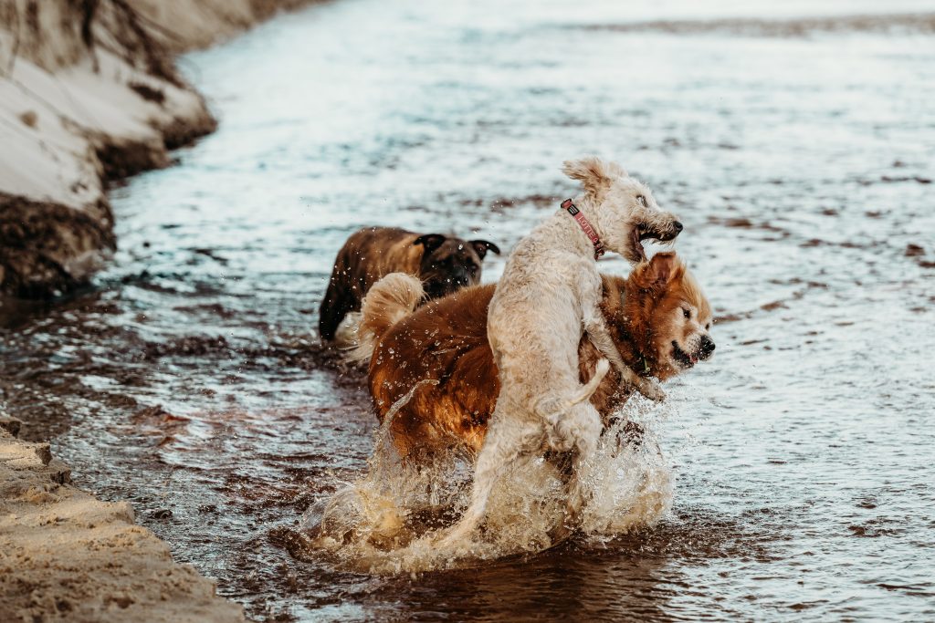 perro muerde a otro perro