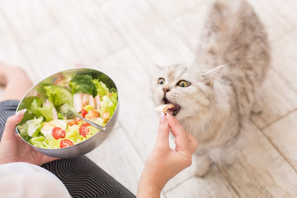 alimentos prohibidos para gatos